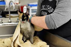 ** if you would like to adopt a pet you see listed below, click on their photo. Some Of The 97 Cats Rescued From Perinton House Fire Going Up For Adoption Rochesterfirst
