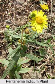 Image result for Pentanema