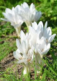 epingle sur mon jardin blanc