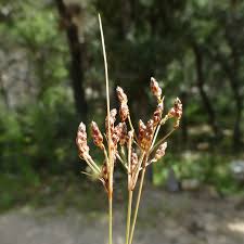 Image result for Bulbostylis hispidula