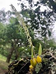 Image result for Bulbophyllum encephalodes