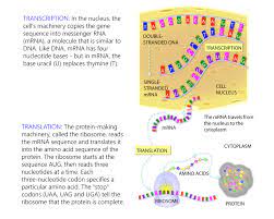 Transcribe And Translate A Gene Transcription And Translation Teaching Biology Science Teaching Resources