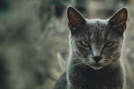 Was Ist Die Ursache Wenn Die Katze Plotzlich Aggressiv Ist Und Wie Geht Man Als Halter Damit Um Erfahre Es Bei Tag24 In 2020 Katzen Tiere Aggressiv