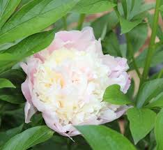 Light Pink With Almost Light Yellow Center Peonies Most Beautiful Flowers Pink Peonies