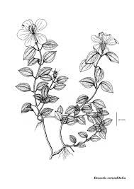 Image result for Dissotis