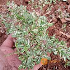 Harga rumput gajah mini 2019. Rumput Gajah Mini Varigata Permeter Sawangan Jualo