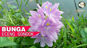 Kemudian taman tersebut diberi nama latin eichhornia crassipes. Mamfaat Tanaman Eceng Gondok Dgn Bunga Yg Indah Youtube