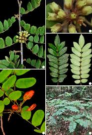 Image result for Rourea