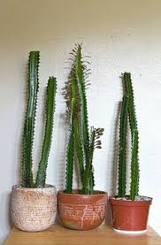How to take care red euphorbia trigona (red monasa) : How To Care For An African Milk Tree African Milk Tree Euphorbia Plant Plants
