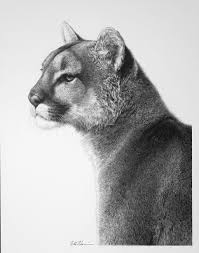 Puma By Billharrison On Deviantart Big Cats Art Cats Art Drawing Cat Artwork