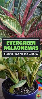 Aglaonema Plant Chinese Evergreen Plants You Need To Grow Epic Gardening Lucky Plant Chinese Evergreen Plant Evergreen Plants