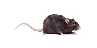This is a great episode if you are thinking of adding. Rodent Exclusion Services By Jd Smith Pest Control Of Clearwater Florida