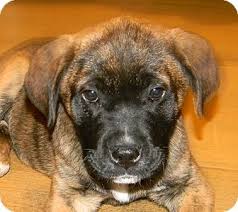 The german shepherd—australian shepherd mix is another popular cross between two herding breeds with extreme intelligence levels. Glastonbury Ct Bullmastiff Meet Coco A Pet For Adoption