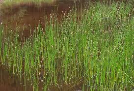 Image result for Eleocharis naumanniana