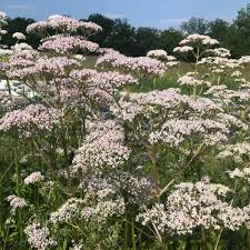 Image result for Valeriana