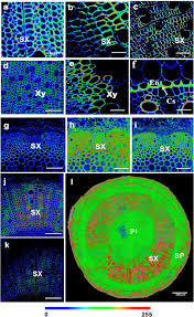 We did not find results for: A Label Free Fast And High Specificity Technique For Plant Cell Wall Imaging And Composition Analysis Plant Methods Full Text