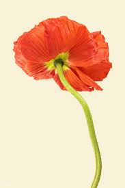Pin On Beautiful Flowers