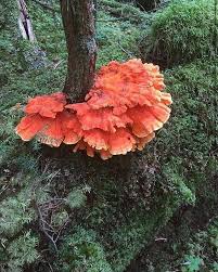 Pin On Shrooms Fungi