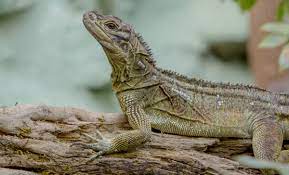 Check spelling or type a new query. Lizard Philippine Sail Fin Dudley Zoo And Castle