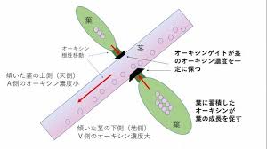 不等葉性に関わるオーキシン動態 好奇心の植物観察