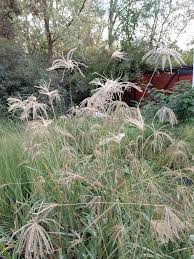 Image result for Eustachys