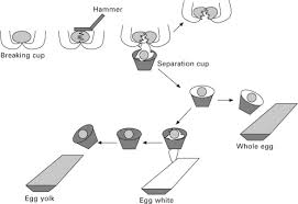 Measure the circumference at the fattest part, and the mass of the two eggs. Processed Egg Products Sciencedirect