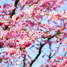 Many of these examples keep their flowers well past spring. Best Spring Flowering Trees For Northern Virginia Green Vista Tree Care