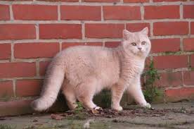 Lorettabritish cattery takes care of british shorthair kittens and cats during 15 years. Cattery History Sundust Cats