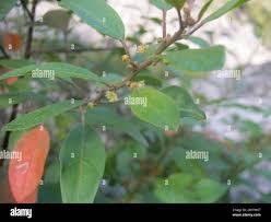 Image result for Clutia pulchella