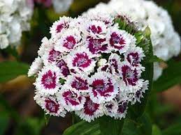 Sweet Williams Dianthus Barbatus Dianthus Barbatus Sweet William Is A Species Of Dianthus Native To Sweet William Dianthus Barbatus Sweet William Flowers