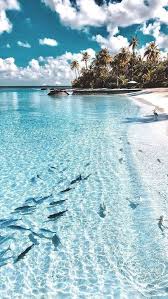 You can also upload and share your favorite beach beach backgrounds for desktop. Janet Dollar In 2021 Beach Background Beach Wallpaper Beach Aesthetic