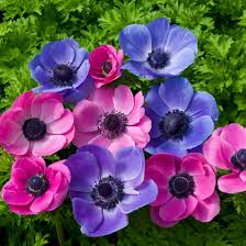 Anemone Lila & Rosa Mischung kaufen? Schnelle Lieferung und günstige Preise  bei Blumenzwiebelnversand.de