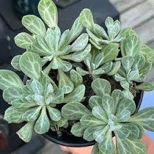 Image result for Senecio