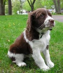 「"leave a reply"+"name"+"31"+"+"+"=" springer spaniel」的圖片搜尋結果