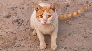 Arabian mau cats have a firm and massive body. Arabian Mau Price Personality Lifespan