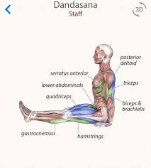 Dandasana Yoga Anatomy Yoga Muscles Yoga Asanas