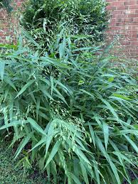 Image result for Acroceras macrum