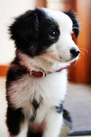 Border Collie Puppy Smartest Dogs In The World Wise Beyond Its Years With Images Super Cute Puppies Puppies Cute Animals