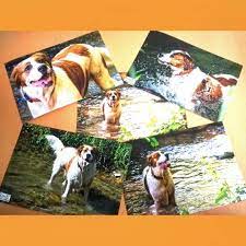 come le modelle di vouge grazie rivie naturabellezza teamreira mongrel terranova cagnone dog puppy megapuppy pet paws painting film polaroid film