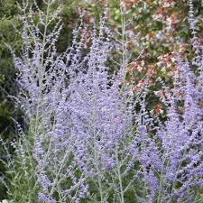 Image result for Perovskia atriplicifolia 'blue spire'