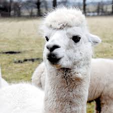 The Brilliant & Forever by Kevin MacNeil review