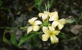 Image result for Barleria pretoriensis