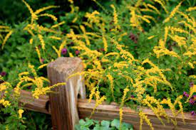 Goldenrod Leaves And Flowers Make A Tasty Medicinal Tea And Are Also Prepared As A Tincture And Honey Infusion Goldenrod Effectively Clea Heilpflanzen Pflanzen