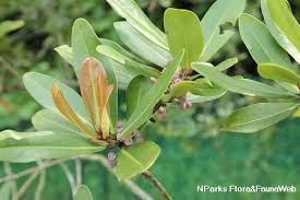 Image result for Rapanea