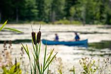An Evening Paddle on the Ipswich River