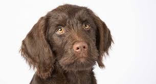 Labradoodle Dog Breed Information A Guide To The Labrador Poodle Mix Because goldendoodles' coats grow long like human hair rather than shedding like many other dog breeds, the look of your goldendoodle can be drastically altered by a haircut.