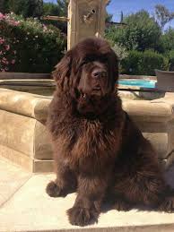 Review how much newfoundland puppies for sale sell for below. Beautiful Newfoundland Dog Newfoundland Dog Newfoundland Puppies Dog Breeds