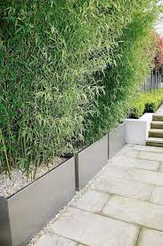 Epingle Sur Plantes Autour De La Piscine
