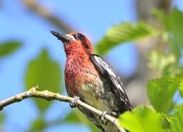 They have a white lower belly and rump. Bird Lore Red Breasted Sapsucker My Edmonds News