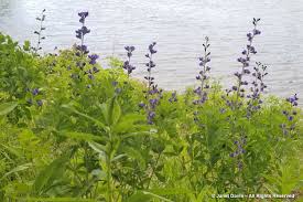 Image result for Baphia multiflora